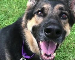 Shelter Dog ‘No One Wanted’ Saves The One Person Who Finally Gave Her A Chance