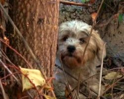 Scared Homeless Dog Hid Behind An Abandoned House Surrounded By Spiders