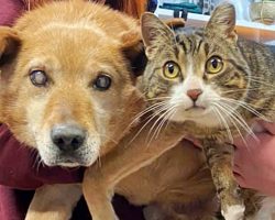 Cat Has Been Leading The Way For His Blind Doggy Brother For The Past 8 Years