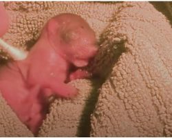 Woman Finds A Little Pink Blob Lying On The Ground, Grows Up To Be Cute And Wild