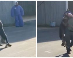 Handler Accused Of Beating K9 Officer In Training After Video Sent To Media