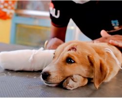 Somber Puppy Received Medical Care But They Couldn’t Heal Her Sad Soul
