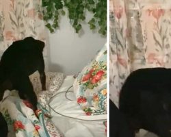 Tired Dog’s Routine Includes Tucking Herself Into Bed Every Night