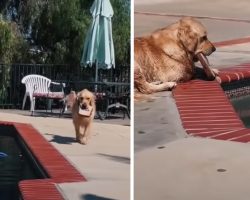 Dog Always Drops Toys In Pool For An Excuse To Go In And Get Them