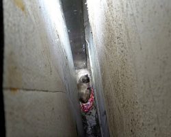 Cat Falls 20 Ft Between 2 Walls, Almost To Her Death, & Prays Someone Will Save Her