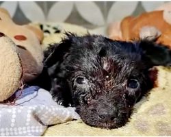 Sad Pup Witnessed Siblings Pass Away, They Gave Him Plushies To Comfort Him