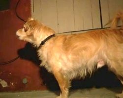 Quiet Rescue Dog Starts Barking At Wall One Day, Owner Then Grabbed Him And Runs