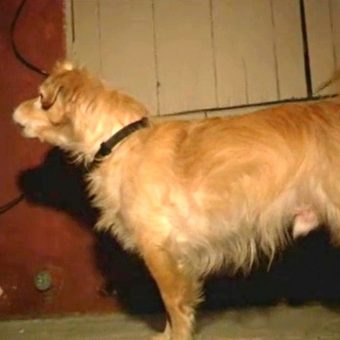 Quiet Rescue Dog Starts Barking At Wall One Day, Owner Then Grabbed Him And Runs