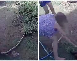 Woman Battles Python, Trying To Loosen His Tight Grip On Her Puppy’s Limp Body