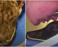 Woman Kissed Him & Said You’re Far From Alone As Unwanted Pit Fought To Survive