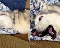 Husky Gets Bad News At Vet’s, Throws A Fit To Get Some Extra Love And Attention