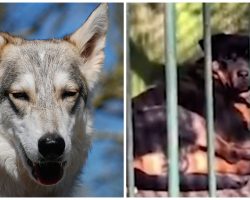 Employees At Zoo Put Rottweiler In Cage To Replace Wolf That Died Of “Old Age”