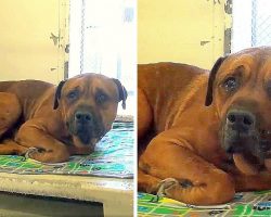 Dog Finds Out He Has Been Dumped At A Shelter And Real Tears Flow From His Eyes