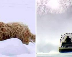 Homeless Dog Left On Frozen River For 4 Days Gets Attacked By Coyotes & Eagles