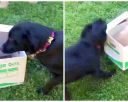 Black Lab Does Victory Laps When She Meets New Puppy Hiding In A Box