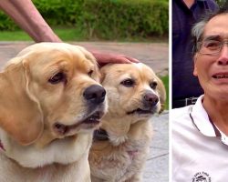 Elderly Man Dying Of Cancer Breaks Down While Saying Final Goodbye To His Dogs