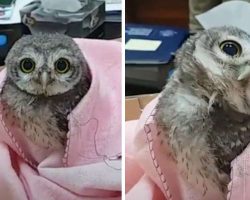 Adorable Baby Owl Falls From His Nest And Winds Up In An Office