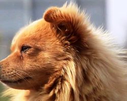 Dog Sits Alone At The Bus Stop Every Day And Weeps, Checks Every Bus That Stops