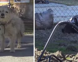 Dog And Bunny Friend Dumped Together Had Only Each Other To Lean On