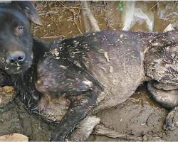 Blinded-Dog Laid Down & Waited For Heaven, Strained To Get Up As Woman Hollered