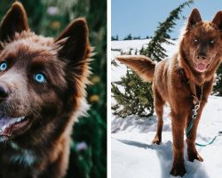 This Brown Siberian Husky Is One of the Most Beautiful Dogs on Instagram