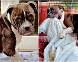Shutdown Abused Pit Bull Figured Out His Blankie Is Made Of Magic