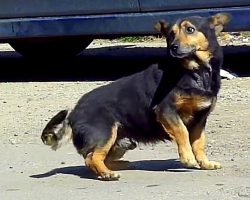 Dumped Dog Runs Around Busy Streets And Begs For Someone To Spare Him A Glance