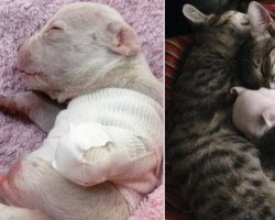 Cats Take In Three-Legged Puppy After His Mother Tried Eating Him At Birth