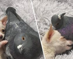 Puppy Who Can’t Walk And Pigeon Who Can’t Fly Become Best Friends