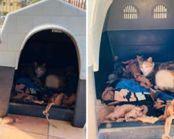 Compassionate Pit Bull Invites Pregnant Stray Cat Into His House To Have Her Babies