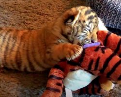 Abused Tiger Cub On The Verge Of Death Holds On To His Stuffed Toy For Comfort