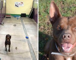 Dog Finds Himself All Alone At Shelter After Everyone Else Gets Adopted