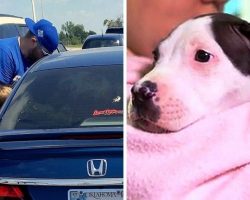 Owner Doesn’t Show Up After Leaving Their Puppy To Suffer In Punishing Hot Car