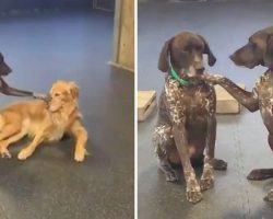 Dog Insists On Petting All The Pups At Her Doggy Day Care