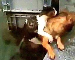 Dog Saves Drowning Cat While Woman Films Their Struggle Instead Of Helping Them