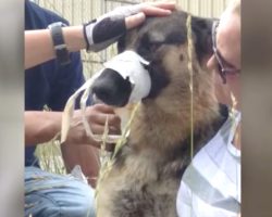 Stranger Pulls Over When He Spots A German Shepherd With Taped Muzzle And Legs