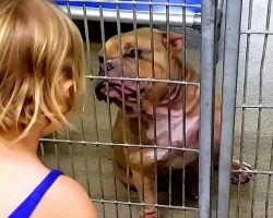 Little Girl Wanted The Dog Who Was Shaking & Hiding At The Back Of The Shelter