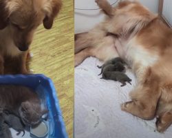Golden Retriever Sees Cat Nursing Her Kittens, Mimics Being A Mama