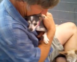 Puppy Mill Dog Never Felt A Human’s Touch, So Volunteer Gets In Kennel With Her