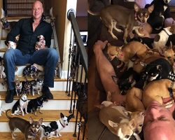 Heartbroken Man Who Was Saved By A Chihuahua Has Rescued Over 30 Tiny Dogs