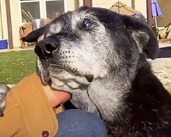 Dumped Senior Dog Puts Paw On Man’s Arm And Desperately Begs For Some Empathy