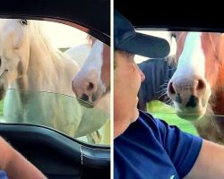 Family Of Horses Surround A Visiting Tourist Car & Begin Checking The Interiors