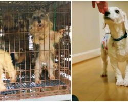 Stud Confined In Puppy Mill His Whole Life Gets First Whiff Of Human Decency