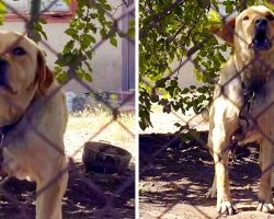 Labrador Was Kept On A Short Chain And Beaten All His Life By Alcoholic Owners
