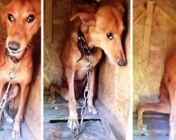 87-Year-Old Man Ties Dog On A Short Chain And Locks Her Up In A Box For 6 Years