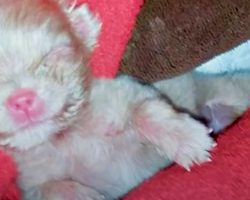 Breeder Couldn’t Profit From Tiny Albino Puppy So He Left Him On The Ground