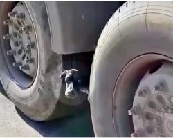 Pup Poked Her Head Out From Tires And Man Cried At 1 Look Of Her Bony Body