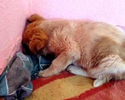 Puppy Buries His Face In Denial After He Sees His Mom Being Crushed By A Car