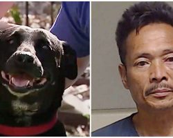 Dog Bites Knife-Wielding Home Intruder, Chases Him Out & Saves His Family