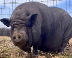 Morbidly Obese Pig Is Depressed After Owner’s Death And Loses The Will To Live